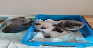 British Shorthair cats - Advert 2