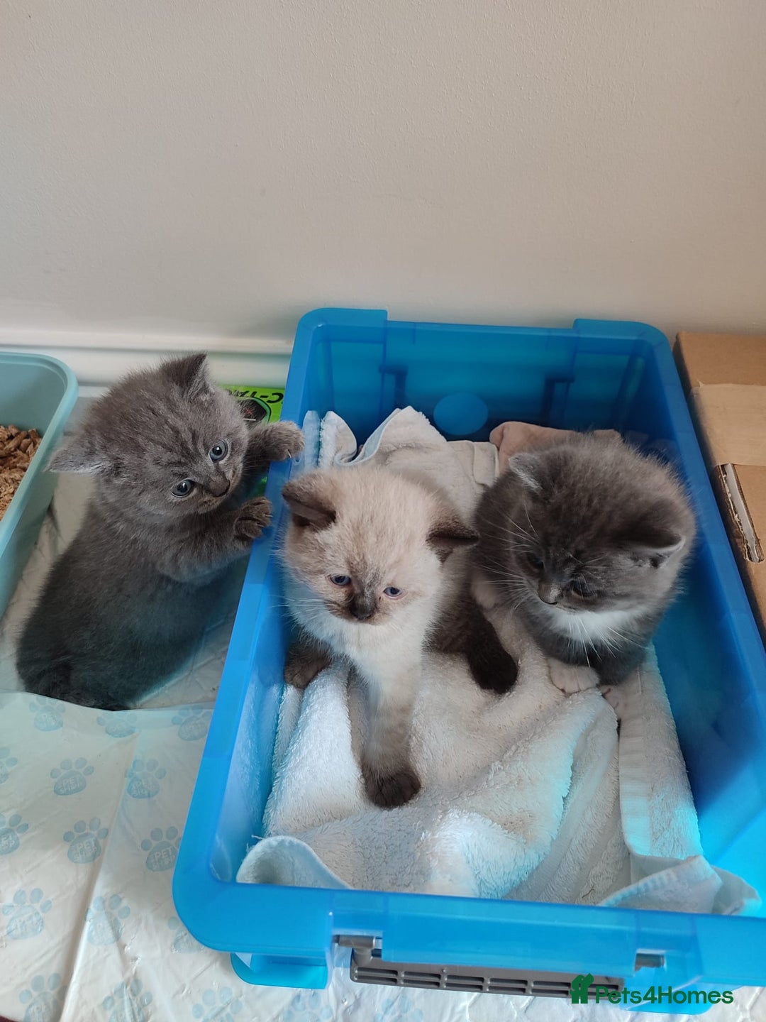 British Shorthair cats for sale: British Shorthair Kittens - Image 2