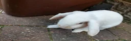 Mixed Breed rabbits for sale: Male rabbit for sale in Lincoln - Advert 6
