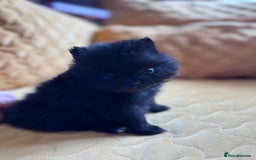 Pomeranian dogs for sale:  Pomeranian’s extra small beautiful fluffy - Image 4