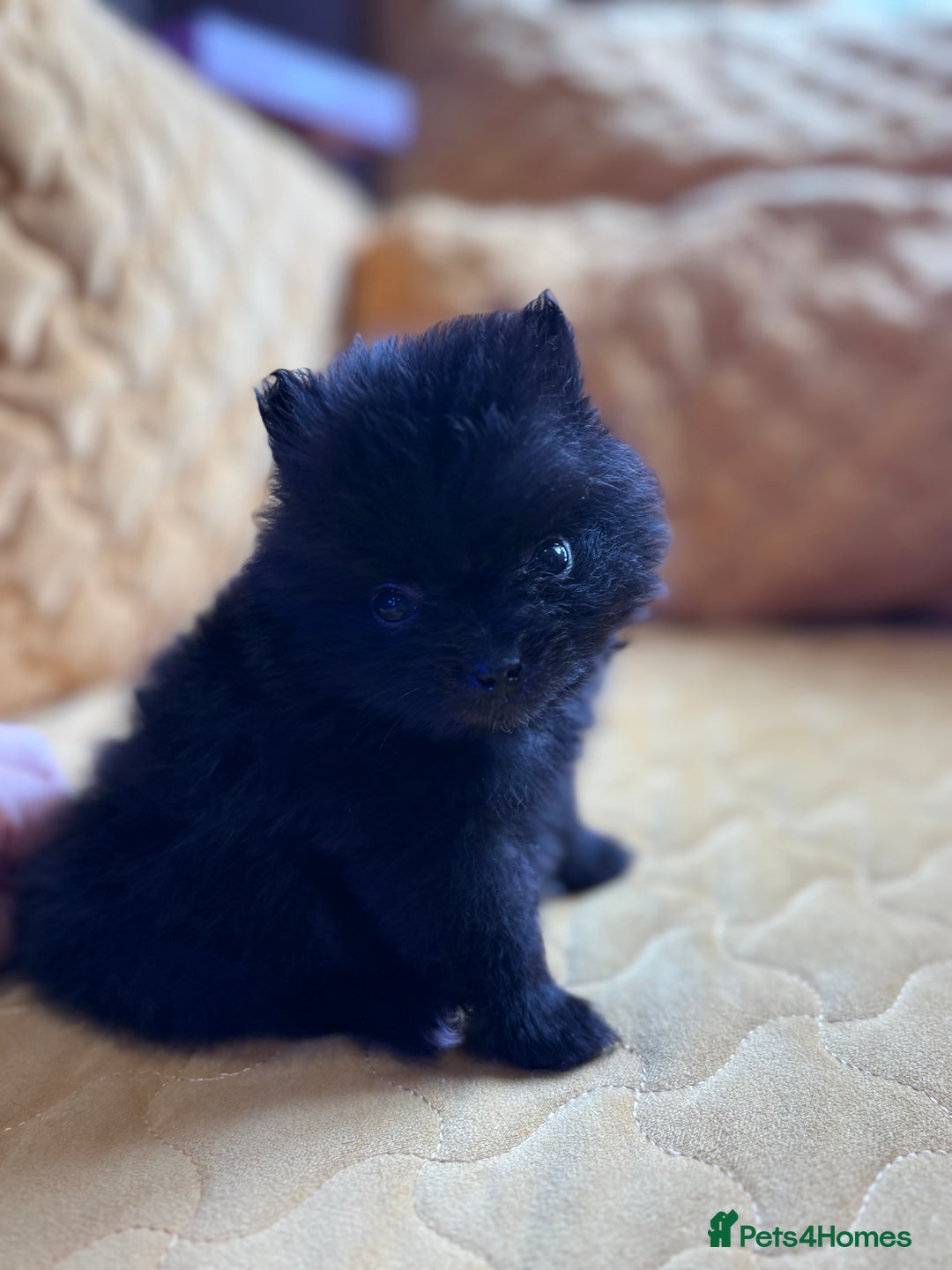 Pomeranian dogs for sale:  Pomeranian’s extra small beautiful fluffy - Image 4