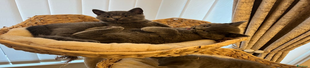 British Shorthair Kitten 1