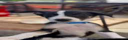 Border Collie dogs for sale: Litter of 2 beautiful male border collie puppies. - Advert 6