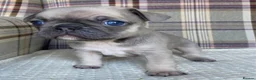 French Bulldog dogs for sale: Pink & Pink carrier French Bulldog puppies - Advert 4