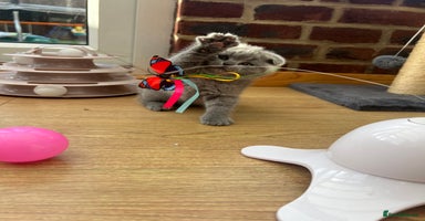 Scottish Fold cats - Advert 10