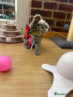 Scottish Fold cats - Advert 10