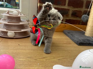 Scottish Fold cats - Advert 14