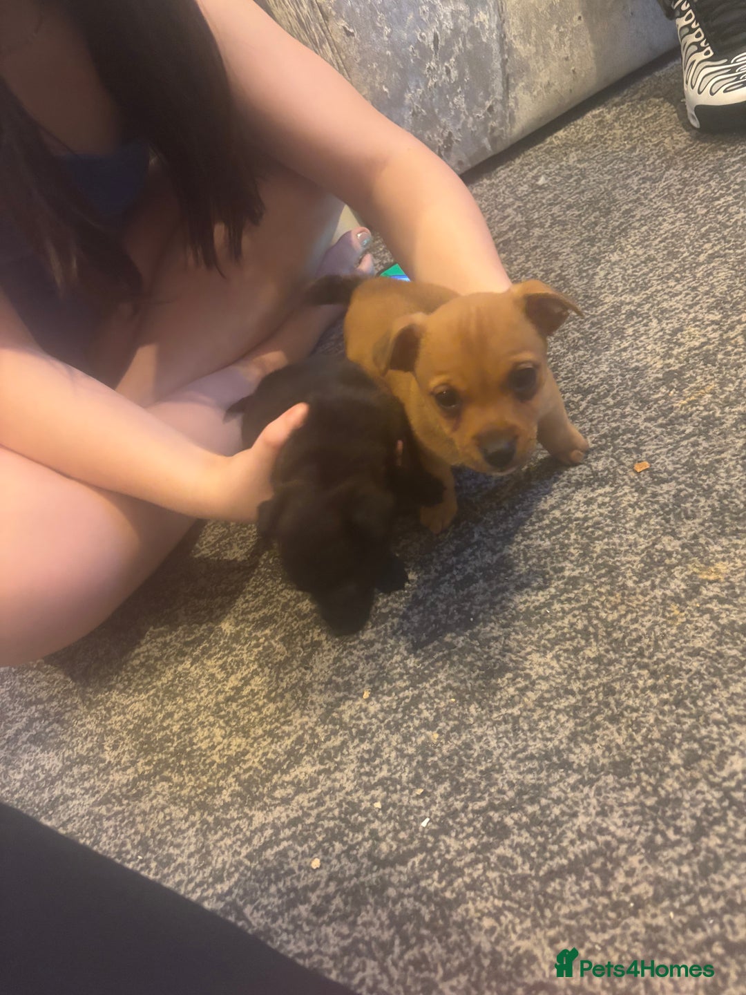 Jack Russell dogs for sale: Hi these are my beautiful Jack Russel puppies  - Advert 6