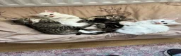 Mixed Breed cats for sale: Beautiful fluffy kittens - Advert 4
