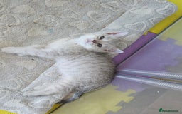 British Shorthair cats for sale: BRITISH SHORTHAIR KITTENS - Image 8