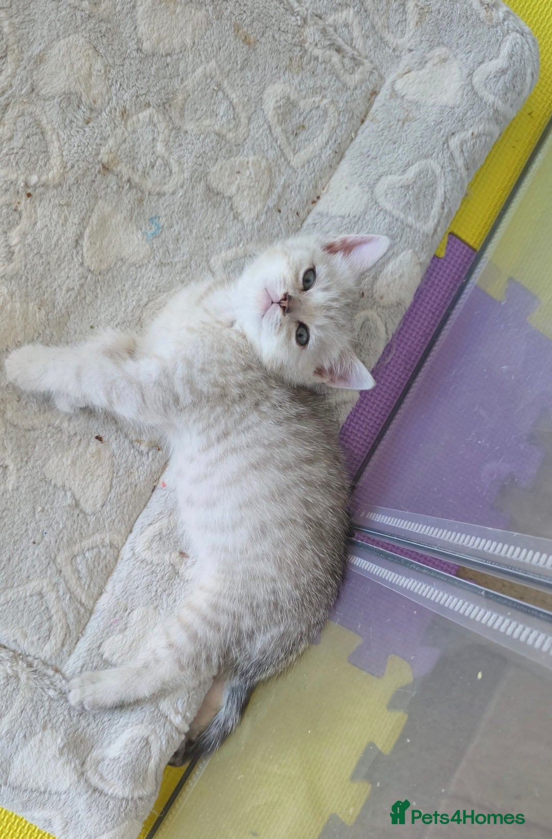 British Shorthair cats for sale: BRITISH SHORTHAIR KITTENS - Image 8