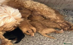 Cockapoo dogs for sale: Beautiful cockerpoo F1B - Advert 9