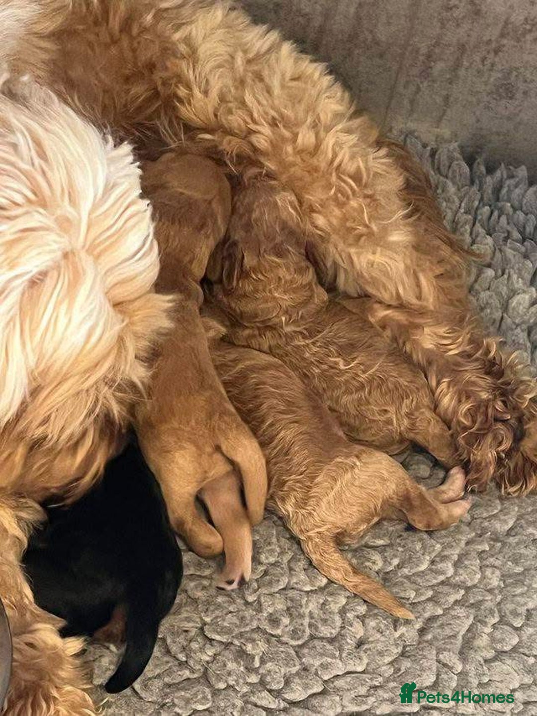 Cockapoo dogs for sale: Beautiful cockerpoo F1B - Advert 9