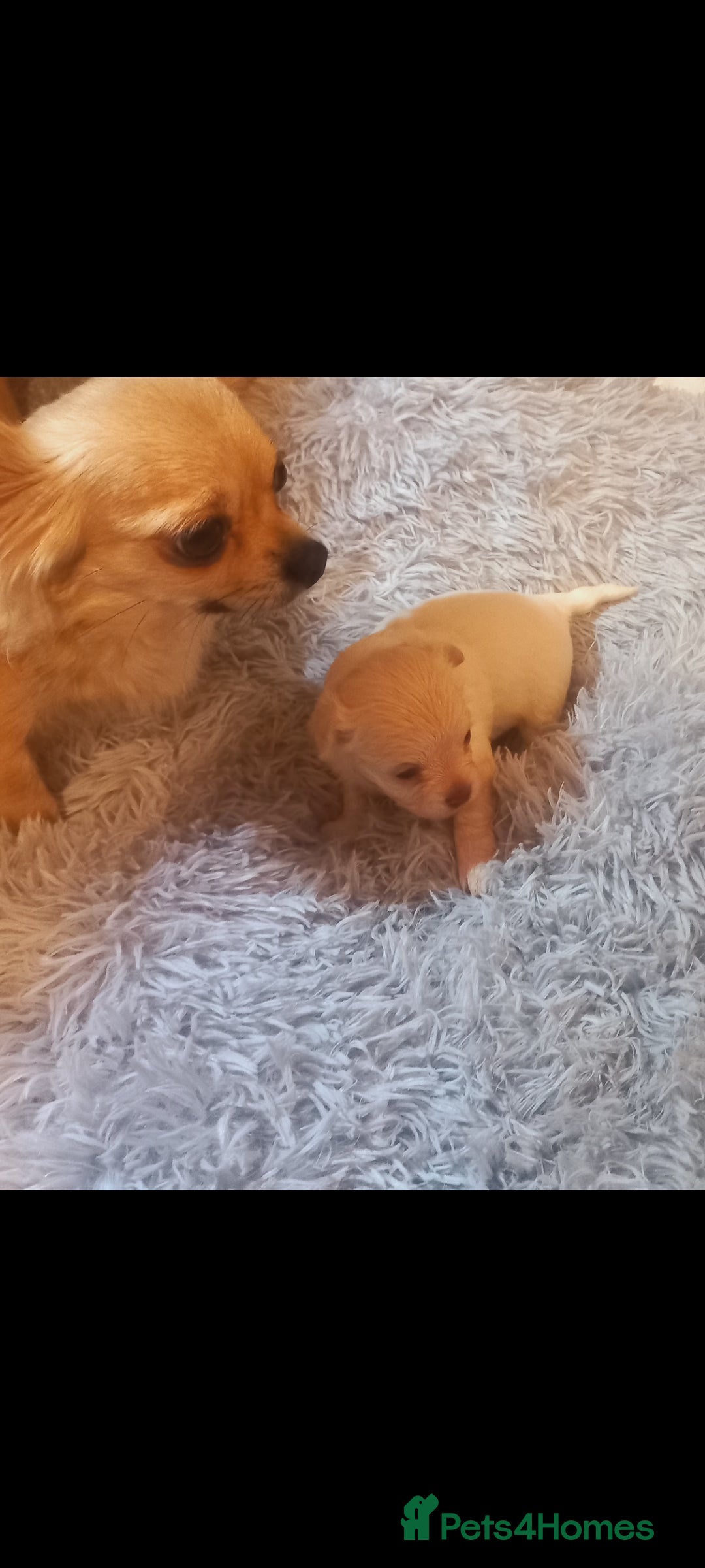 Chihuahua dogs for sale: Cute Chihuahua  - Image 3