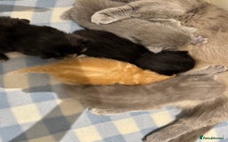 Munchkin cats for sale: beautiful short legged munchkins - Advert 14