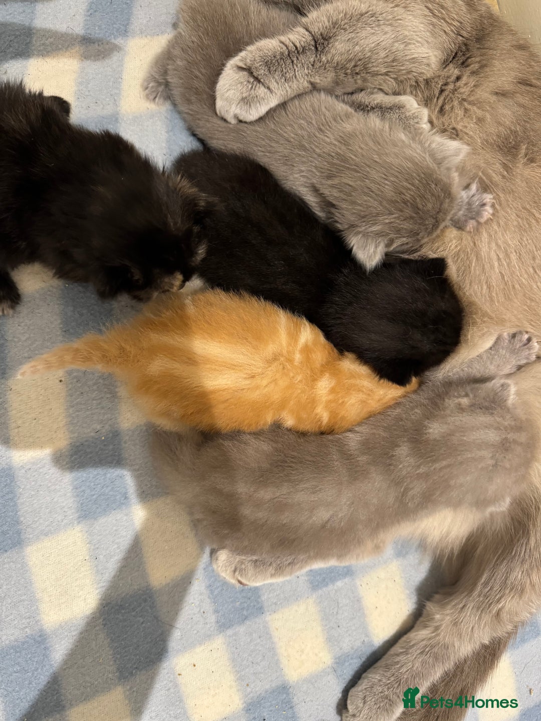 Munchkin cats for sale: beautiful short legged munchkins - Advert 14