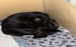 Miniature Dachshund dogs for sale: Miniature dachshund  - Image 1