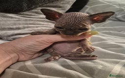 Sphynx cats for sale: 4 Female Sphynx Kittens - Advert 2