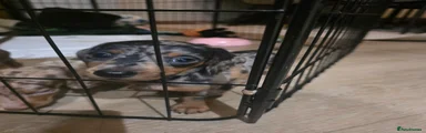 Miniature Dachshund 5