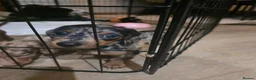 Miniature Dachshund dogs for sale: READY Monday! Miniature dachshunds  - Advert 7