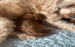 Cavapoo dogs for sale: Exceptional red toy cavapoo puppies - Image 4