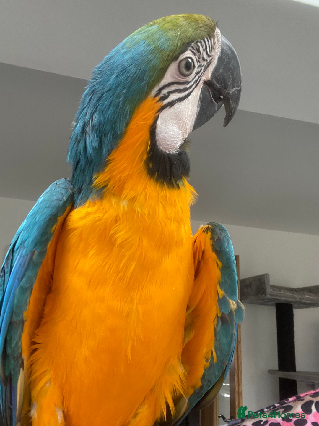 Macaws birds for sale: 6yr old Blue/Gold Wing Macaw  - Image 25