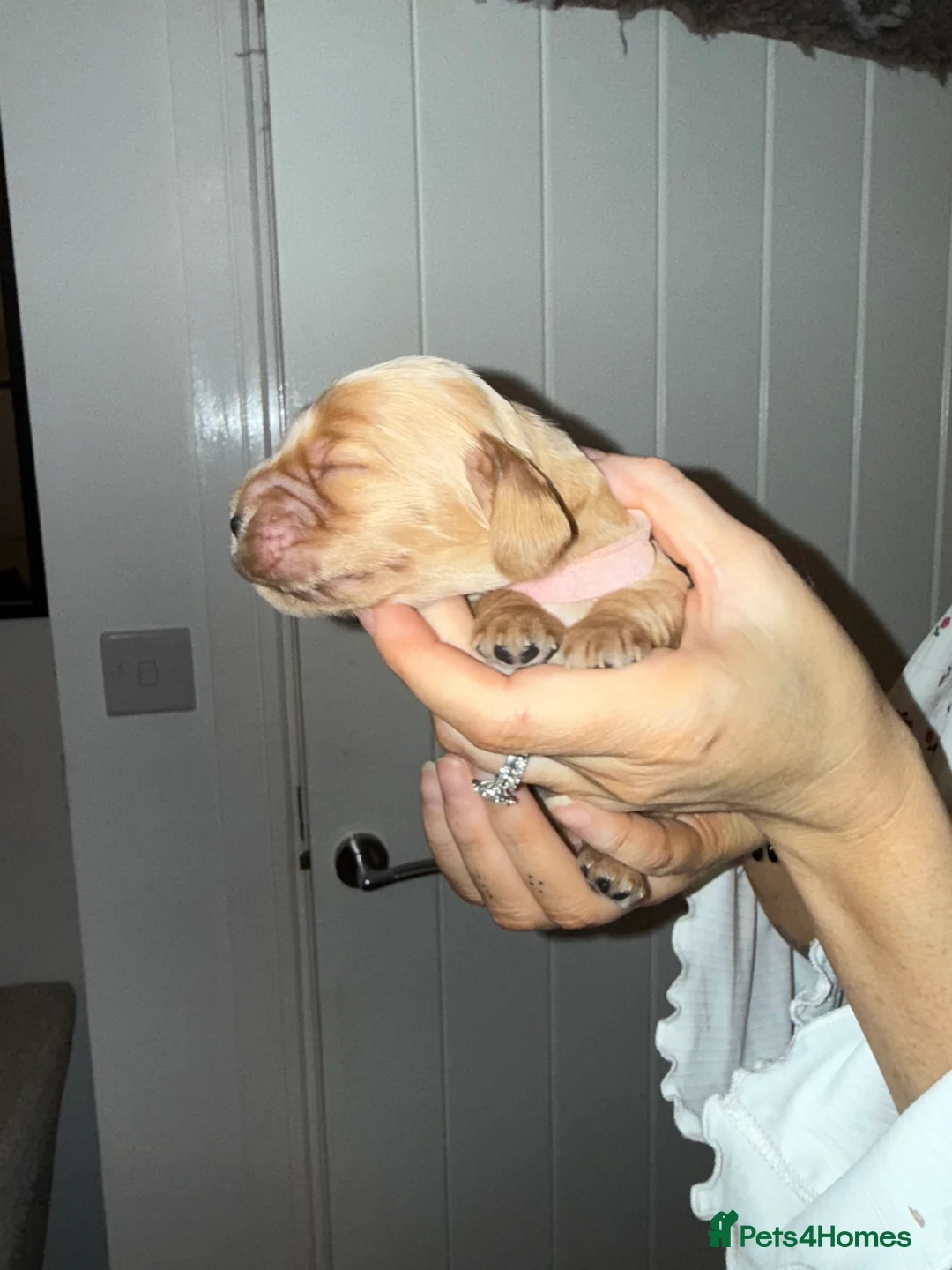 Cocker Spaniel dogs for sale: Show type cocker spaniels - Advert 19