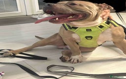 Mixed Breed dogs for sale: staffy x mixed breed. read description for more - Advert 3