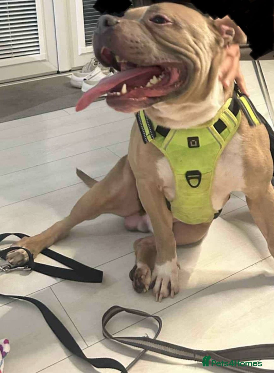 Mixed Breed dogs for sale: staffy x mixed breed. read description for more - Advert 3