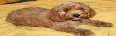 Cockapoo 1
