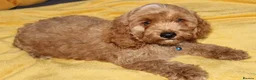 Cockapoo dogs for sale: Yankee Doodle Puppies F1 – American Cockapoos - Advert 11