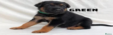 German Shepherd Puppy 3