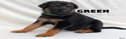 German Shepherd dogs for sale: Beautiful German Shepherd Pups in Warrington - Advert 7