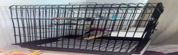 Budgerigars birds for sale: Blue 3 month and half old budgie 🤍 in Keighley - Advert 3