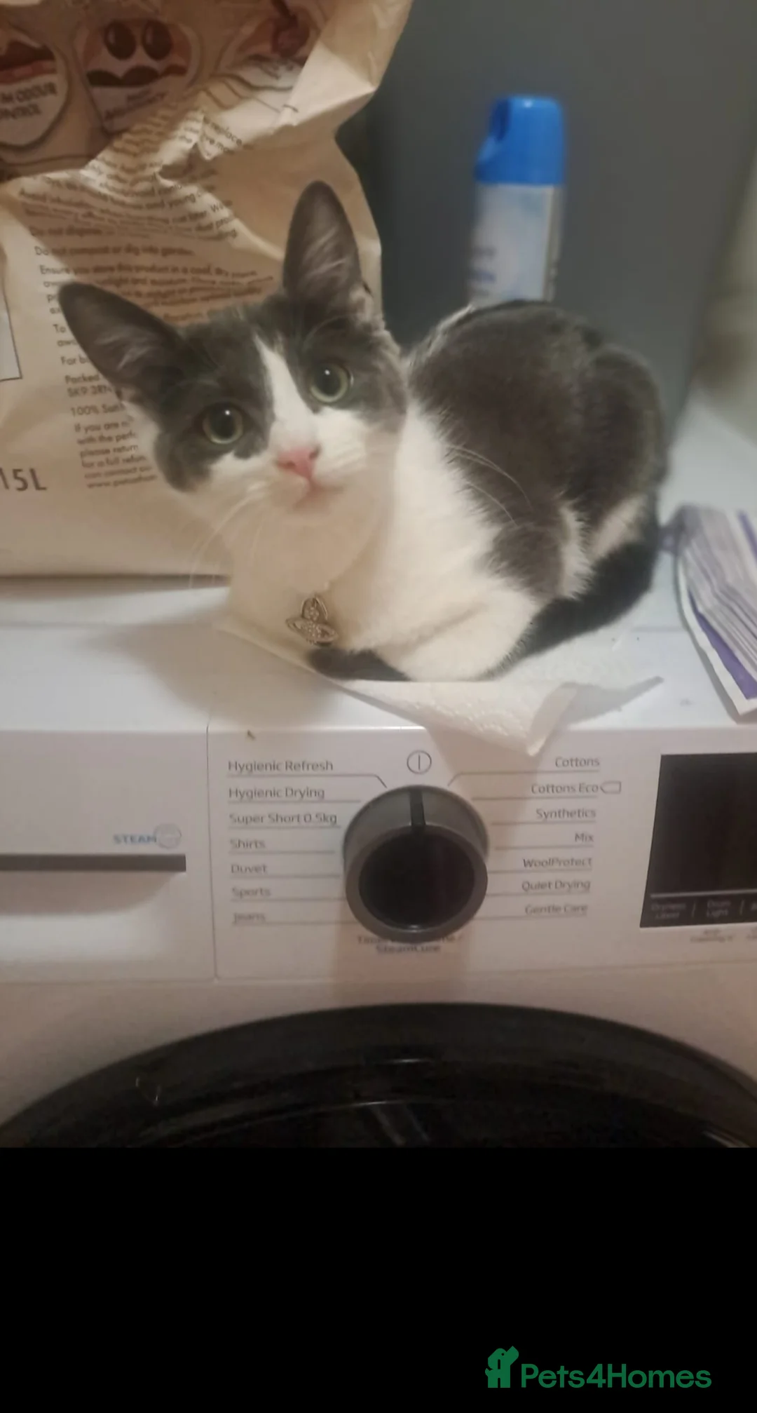 Ragdoll cats for sale: Beautiful Ragdoll mix breed - Advert 1