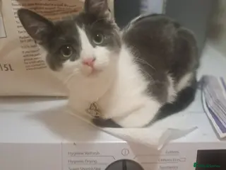 Ragdoll cats Beautiful Ragdoll mix breed - Advert 4