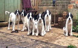 Central Asian Shepherd dogs for sale: Beautiful Alabai Mastiff puppies  in Pulborough - Image 20
