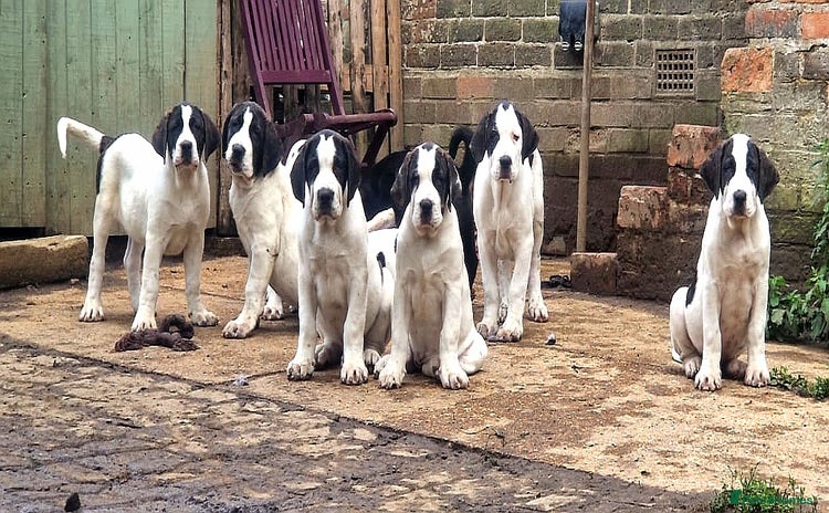 Central Asian Shepherd dogs in Pulborough - Advert 1