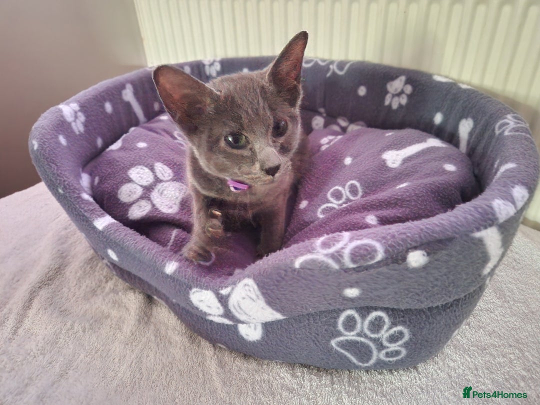 Oriental cats for sale: 4 months oriental cat female  - Image 3