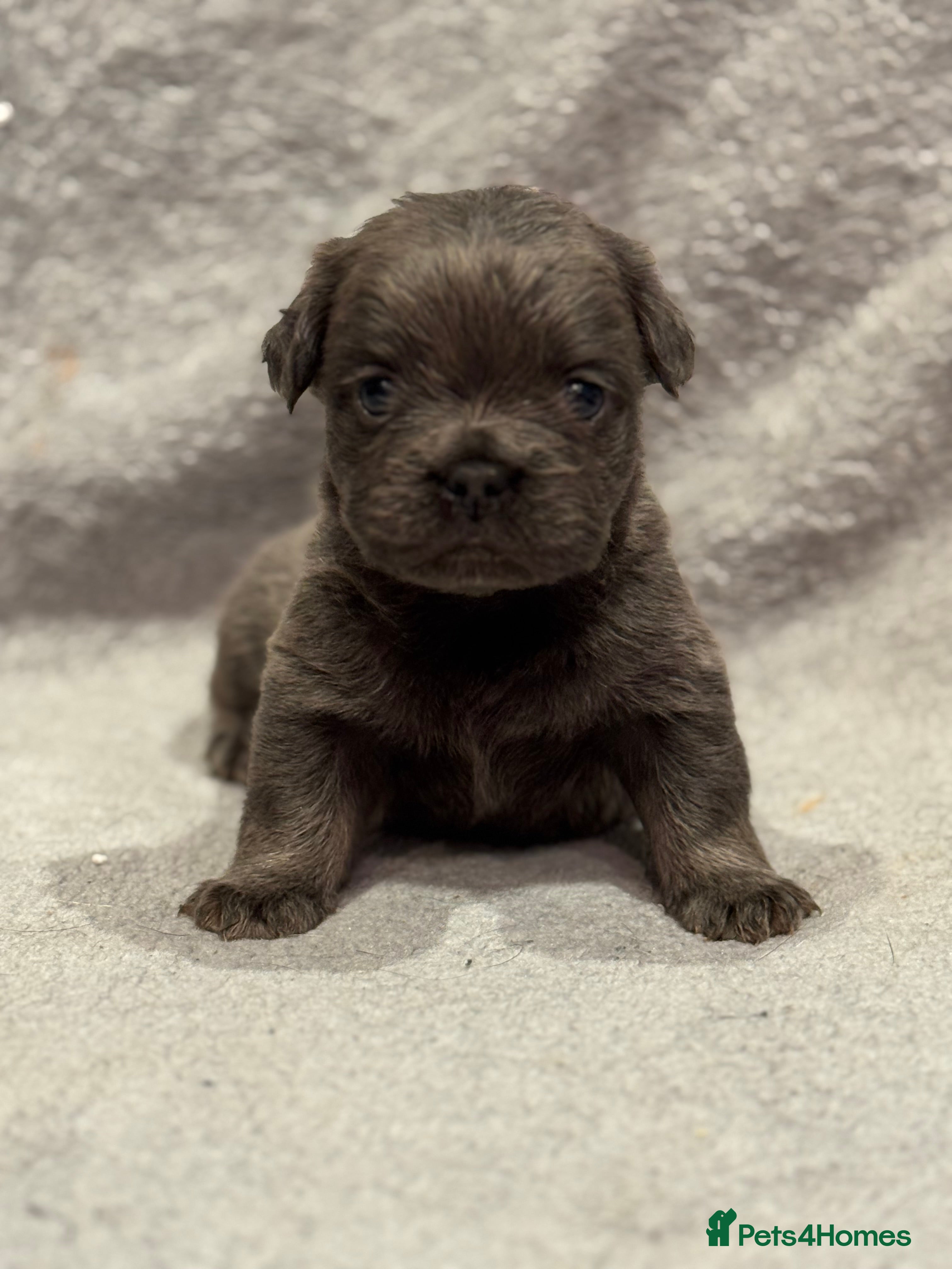 French Bulldog dogs 5 Full Fluffy French Bulldogs Puppies  - Advert 2