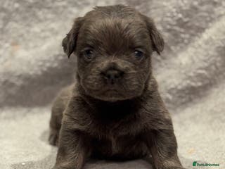 French Bulldog dogs 5 Full Fluffy French Bulldogs Puppies - Advert 2