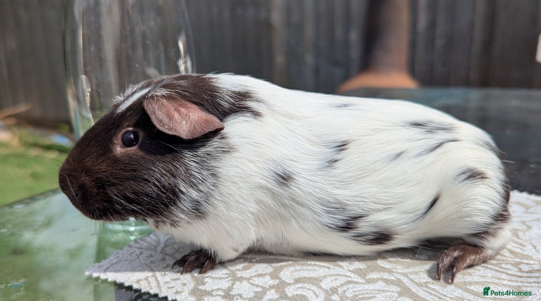 Guinea Pig rodents for sale: Guinea Pig Boar Chocolate Agouti Smooth Hair  - Image 5