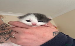 Mixed Breed cats for sale: Kittens - Image 4