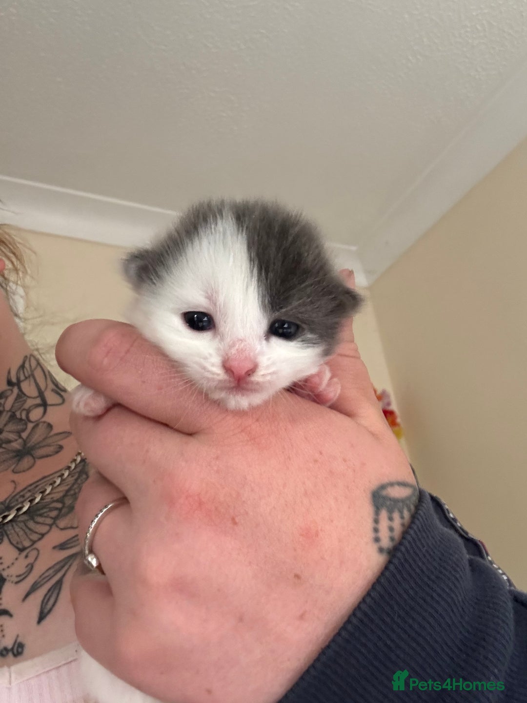 Mixed Breed cats for sale: Kittens - Image 4