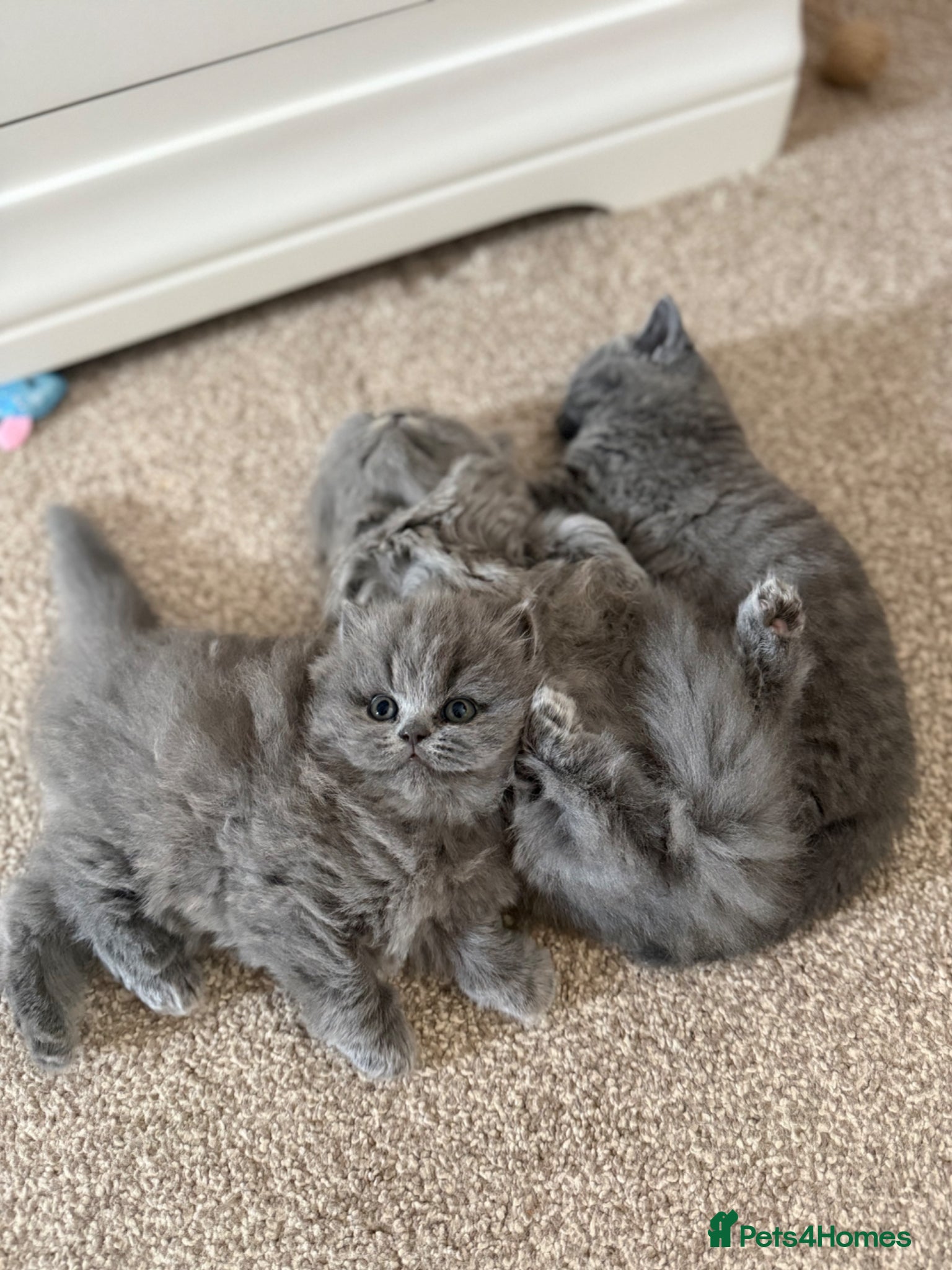 British Shorthair cats GCCF BSH & BSL show quality Champions - Advert 2