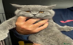 British Shorthair cats for sale: 1 left Stunning British shorthair kittens - Image 11