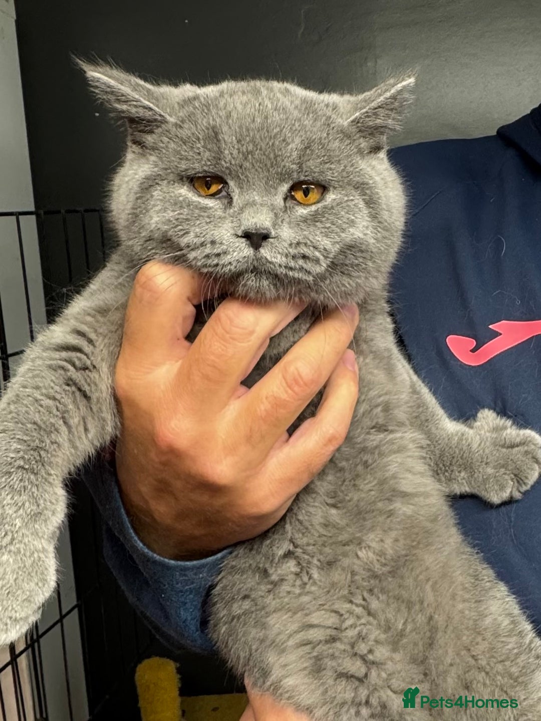 British Shorthair cats for sale: 1 left Stunning British shorthair kittens - Image 11