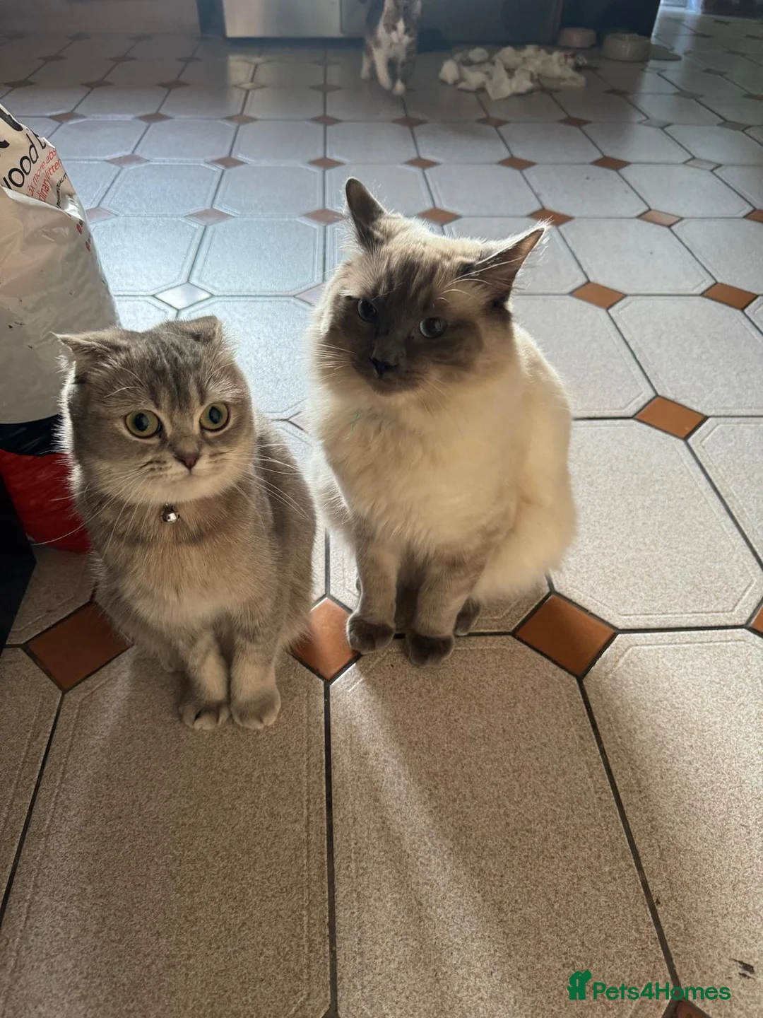 Scottish Fold cats for sale: Scottish fold  - Advert 22