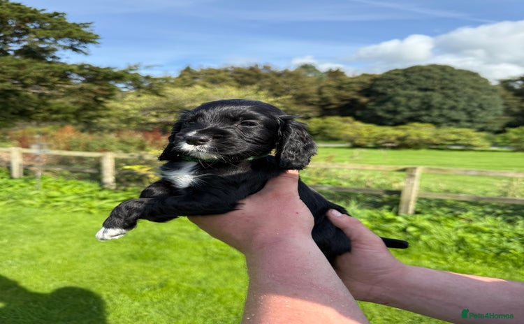 Cocker Spaniel dogs - Advert 1