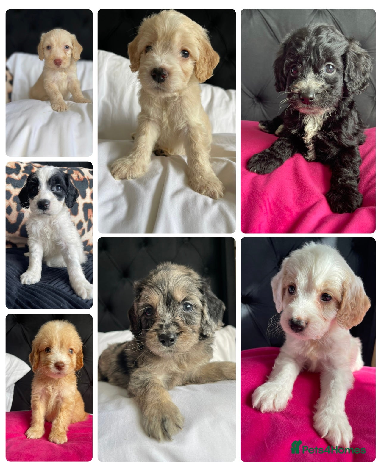 Cockapoo dogs Cockapoo puppies  - Advert 3